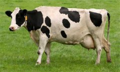 奶牛乳房炎久治不愈怎么辦：試試這幾個(gè)辦法！
