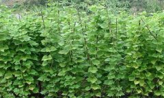 四季豆田間管理技術(shù)要點(diǎn)、措施及病蟲害防治