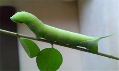 菜青蟲防治技術(shù)要點 有何危害？