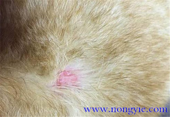 外寄生蟲(chóng)引起的犬皮膚病