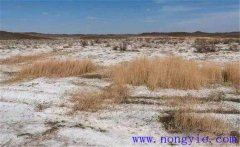 什么是土地鹽堿化？鹽堿地形成的原因是什么？