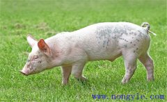 豬掉毛是什么原因，怎么治療