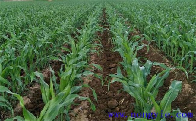 甜玉米畝產(chǎn)量一般多少斤