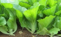 芥菜的功效，芥菜的主要功效與作用