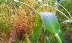 黍子的功效,黍子的營養(yǎng)與藥用功效