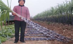 甘蔗的營養(yǎng)成分有哪些？甘蔗的營養(yǎng)價值及功效