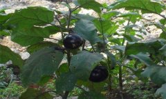 秋茄子種植技術(shù)要點(diǎn)與步驟