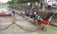 輪捕輪放養(yǎng)殖技術(shù):什么情況下可采取輪捕輪放