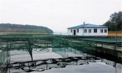 如何利用豆?jié){培育魚苗？