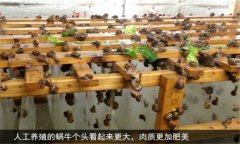 蝸牛怎么養(yǎng) 人工蝸牛養(yǎng)殖應(yīng)注意哪些問題？