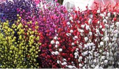 銀柳怎么養(yǎng)，銀柳如何繁殖與管理