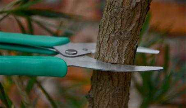 石榴該怎樣環(huán)割或環(huán)剝