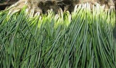 香蔥品種有哪幾種？各有什么特點