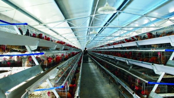 規(guī)?；B(yǎng)雞場