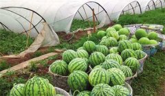 怎樣種好西瓜，西瓜的種植方法