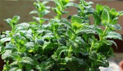 留蘭香種植方法簡介，怎樣栽培留蘭香