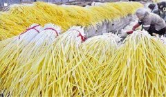 生產(chǎn)蒜黃如何囤栽蒜？播種量是多少？