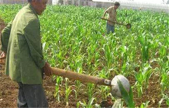 防治病蟲和適當?shù)幕瘜W(xué)調(diào)控