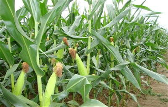 注意抗旱、防澇