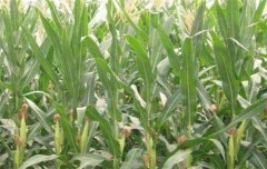 抓住三個關鍵點，做好玉米花粒期的田間管理
