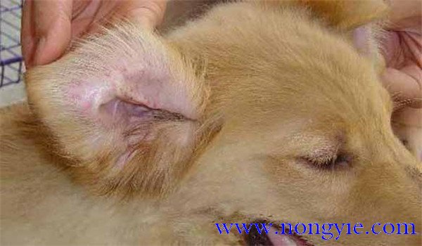 犬瘟熱傳染人嗎？