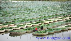 網(wǎng)箱養(yǎng)殖黃鱔密度多少合適，怎樣過冬？