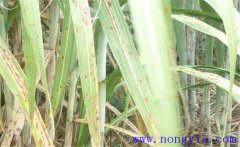 甘蔗黃斑病的癥狀與發(fā)病條件，怎么防治？