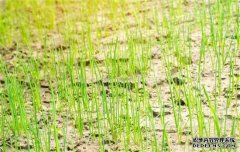 韭蔥種植時(shí)間是什么時(shí)候，一般什么季節(jié)栽培？