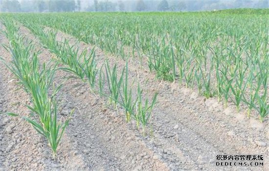 種植韭蔥的環(huán)境