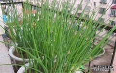 如何培育韭蔥苗？