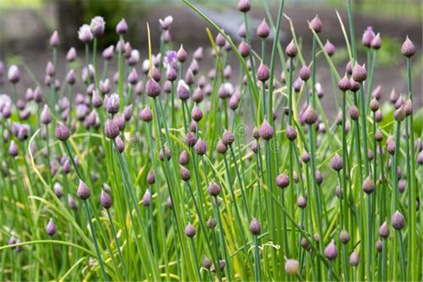 如何進(jìn)行細(xì)香蔥繁種