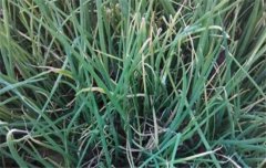 如何防治大蔥霜霉??？大蔥霜霉病用什么藥好