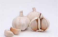 蒜黃的種植要點(diǎn)：播種前如何選擇和處理蒜種？