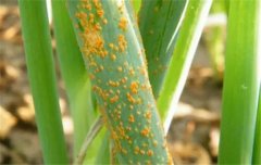 如何防治大蔥銹?。渴[銹病用什么藥防治
