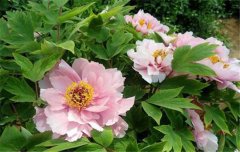 牡丹施肥時間是什么時候，牡丹施肥用什么肥料