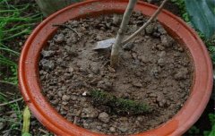 盆栽山茶花養(yǎng)殖關(guān)鍵技術(shù)：如何用土、換盆、澆