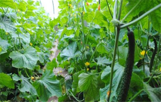 夏、秋黃瓜栽培