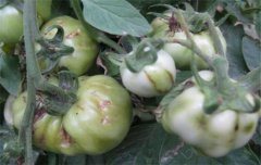 番茄病蟲害防治：番茄病毒病、青枯病等