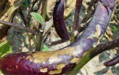 茄子病蟲害防治：茄子綿疫病、褐紋病、地老虎