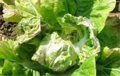 大白菜病蟲害防治：白菜病毒病、霜霉病等