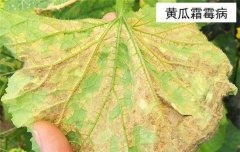 黃瓜病蟲害防治：黃瓜霜霉病、白粉病、紅蜘蛛