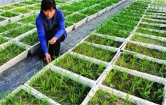 韭菜種植和管理的步驟：育苗、定植與田間管理