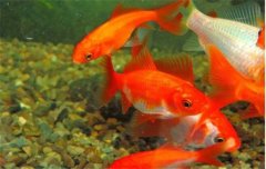 金魚的種類可分為草金魚、龍睛魚、文魚和蛋魚