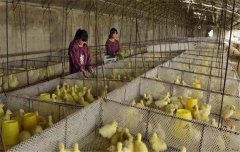 鵝飼養(yǎng)管理要求：雛鵝、小鵝、中鵝的飼養(yǎng)管理