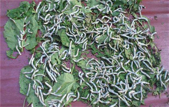 保溫、保濕、保苗