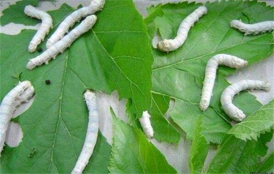 精選良桑，看蠶喂桑