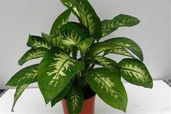 盆栽萬(wàn)年青的光照管理