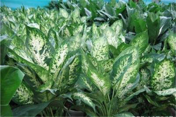 萬(wàn)年青病蟲(chóng)害防治