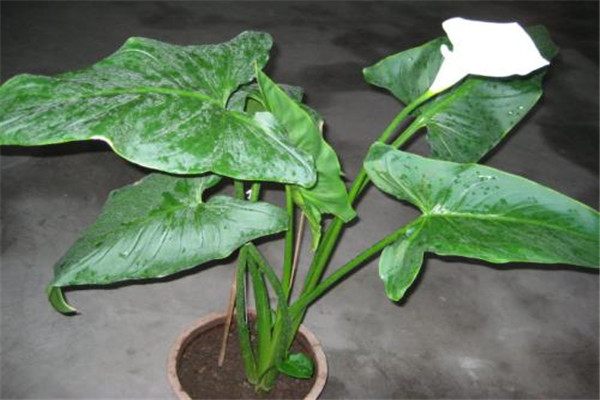 馬蹄蓮的生態(tài)習性