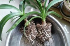 盆栽朱頂紅用什么土，朱頂紅盆栽關(guān)鍵技術(shù)要點